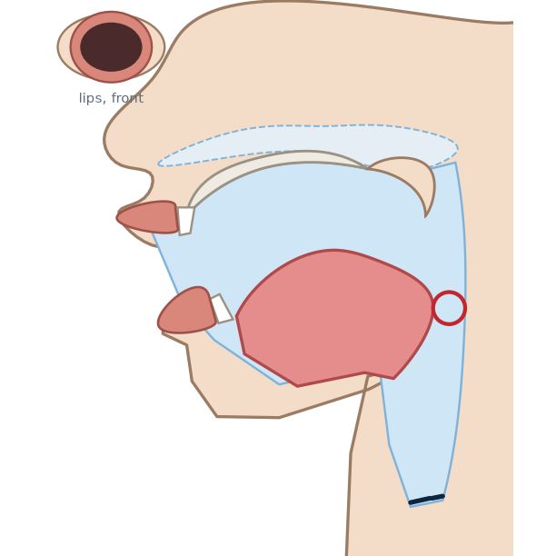 Side view for /ɑ/: jaw wide open, tongue low and pulled back so the throat is narrowed; lips wide open