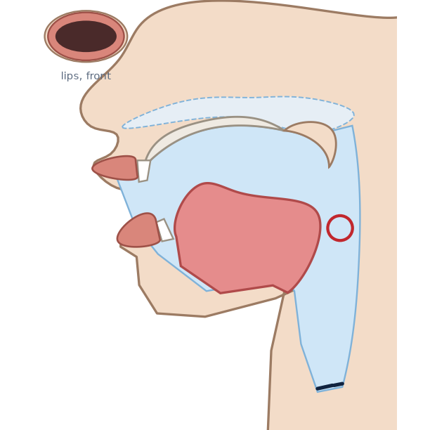 Side view for /æ/: jaw open, tongue low and forward, a wide mouth cavity; lips open and spread