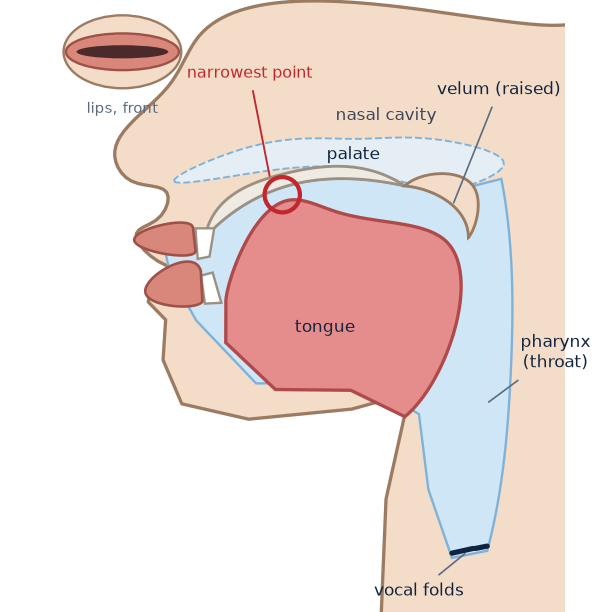 Side view of the head for /i/: tongue bunched high and forward, close to the hard palate; jaw nearly closed; lips spread