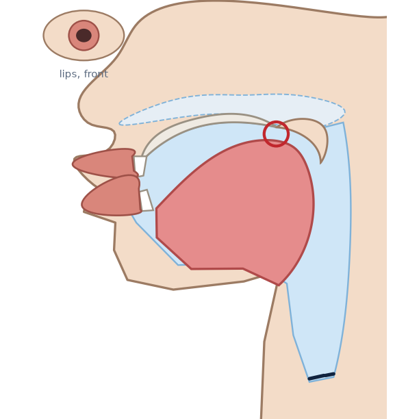 Side view for /u/: tongue high and back, close to the soft palate; lips rounded and pushed forward